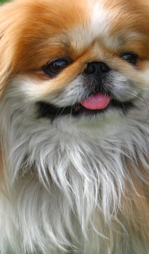 Улыбающийся пекинес на природе