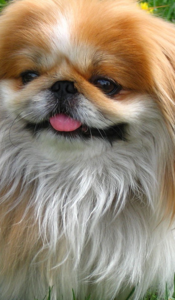 Пекинес гуляет в саду