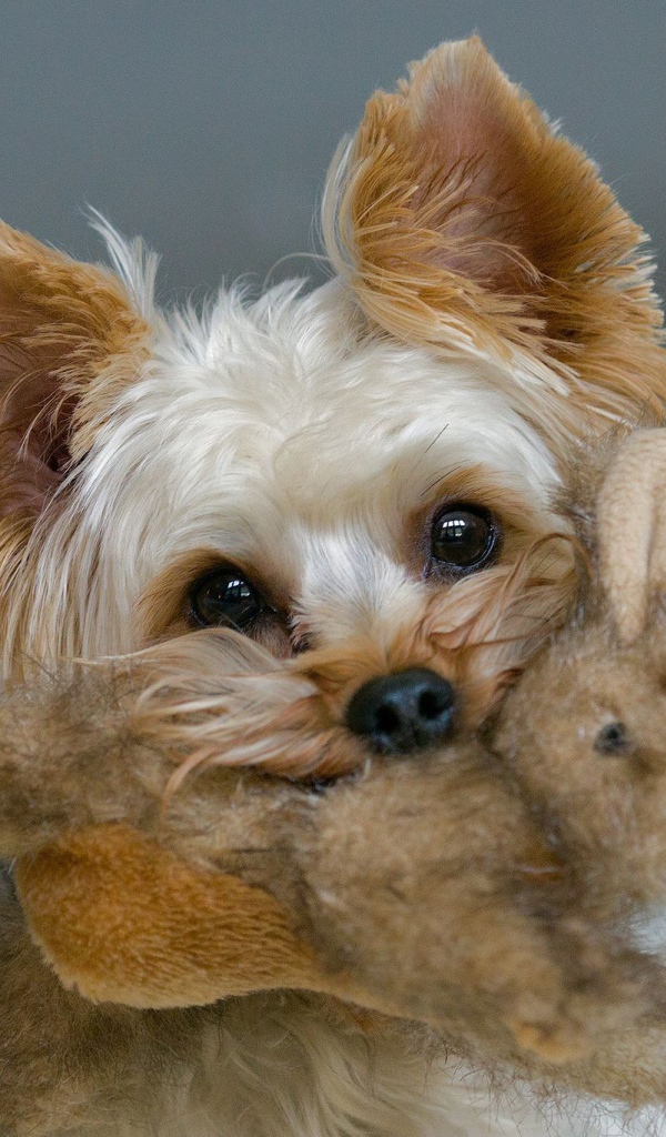 Пекинес с игрушкой