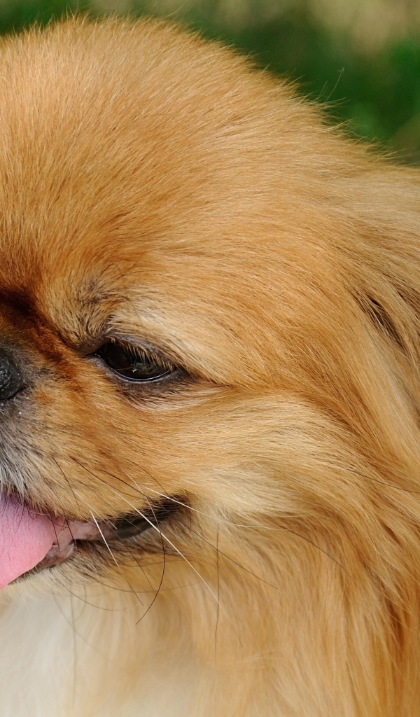 Пекинес с розовым языком