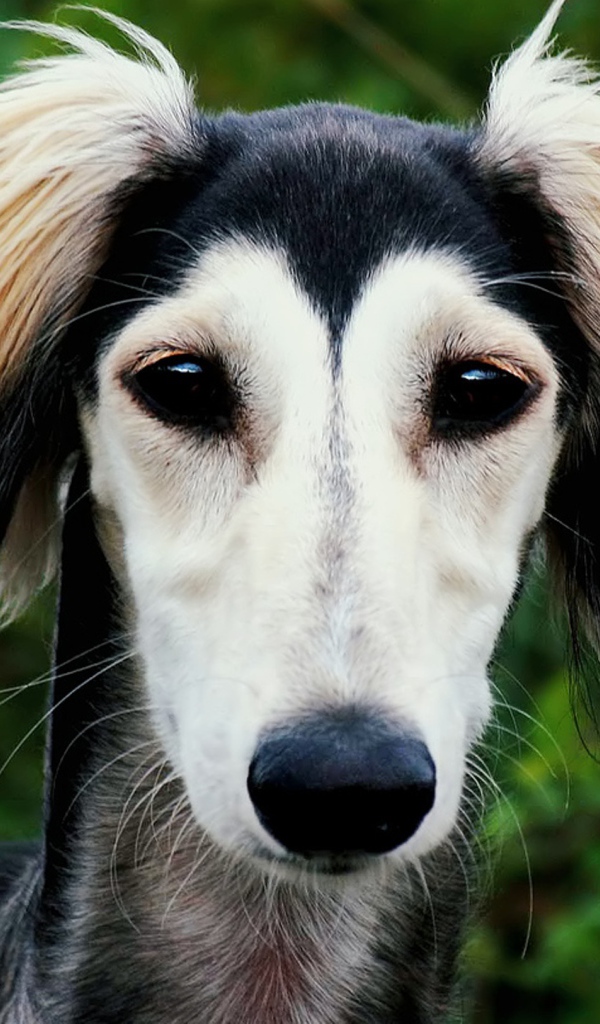 Персидская борзая салюки