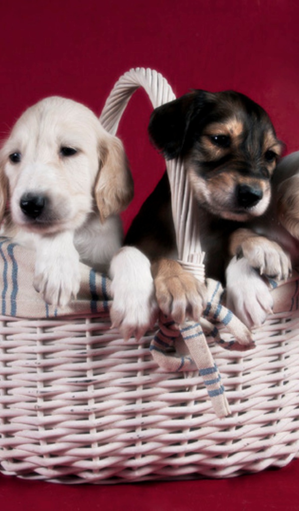 Щенки персидской борзой салюки