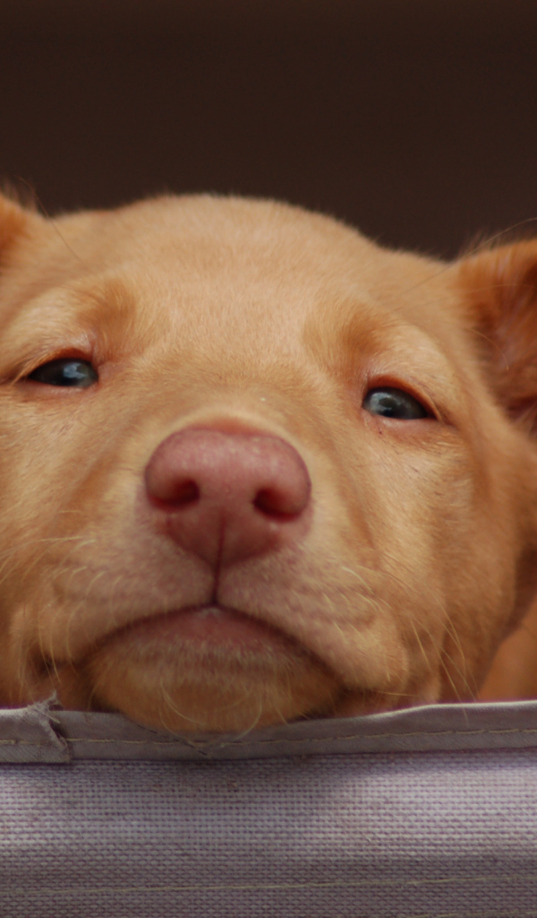 Щенок фараоновой собаки