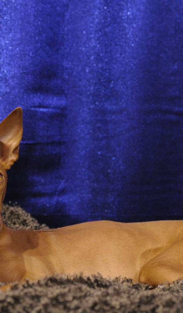 Фараонова собака фотомодель