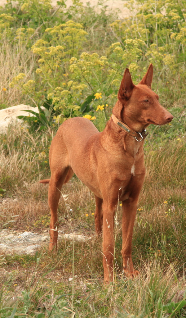 Фараонова собака в траве