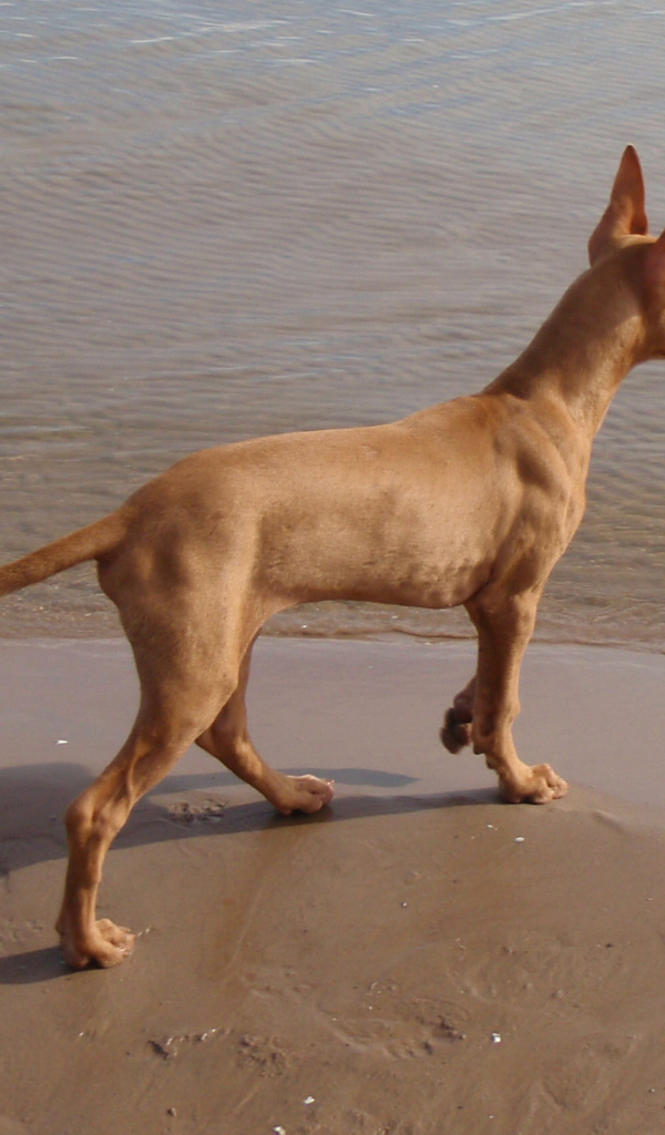 Фараонова собака у воды