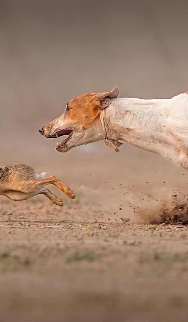 Фараонова собака догоняет зайца