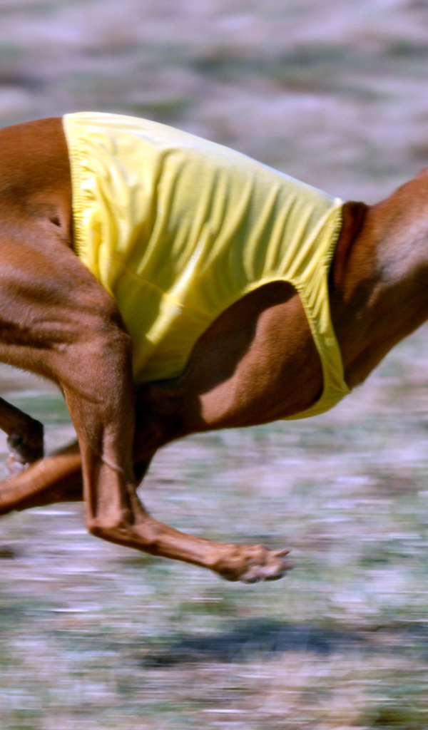 Фараонова собака участвует в гонке