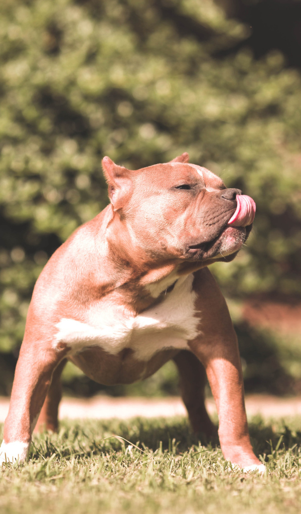 Питбуль облизывает нос