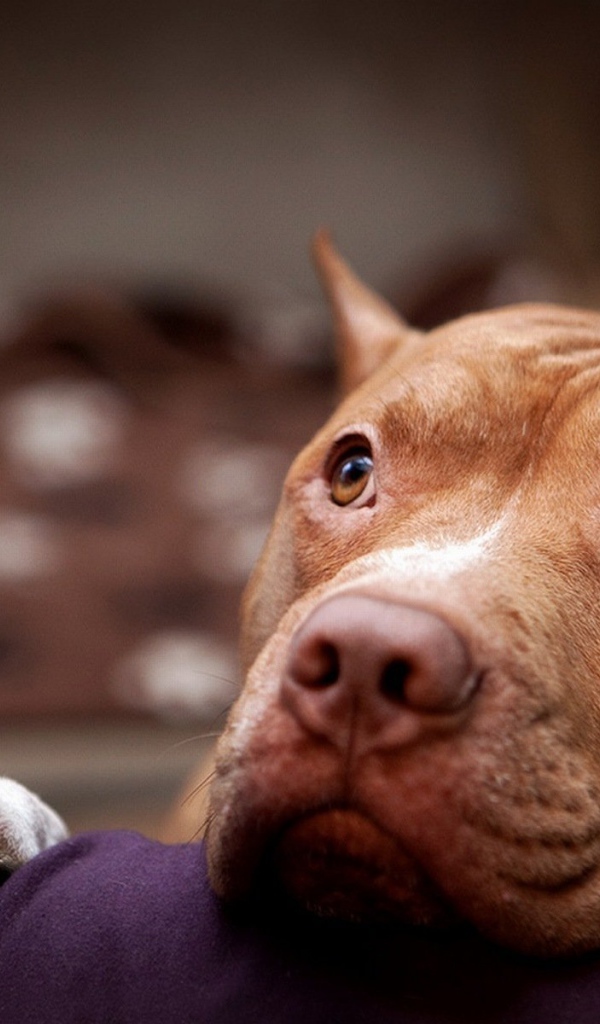 Питбуль смотрит на хозяина