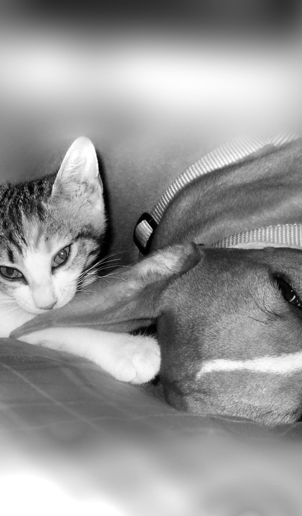 Питбуль с котенком