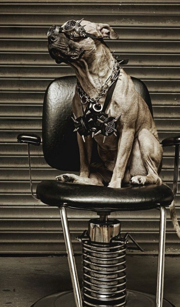 Питбуль на кресле