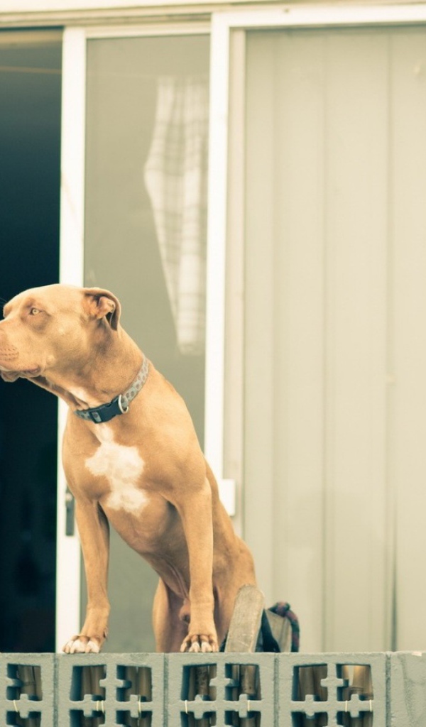 Питбуль охраняет дом