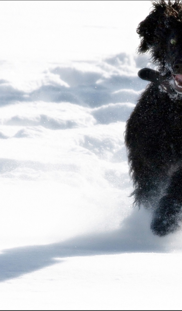 Игривый ирландский водяной спаниель
