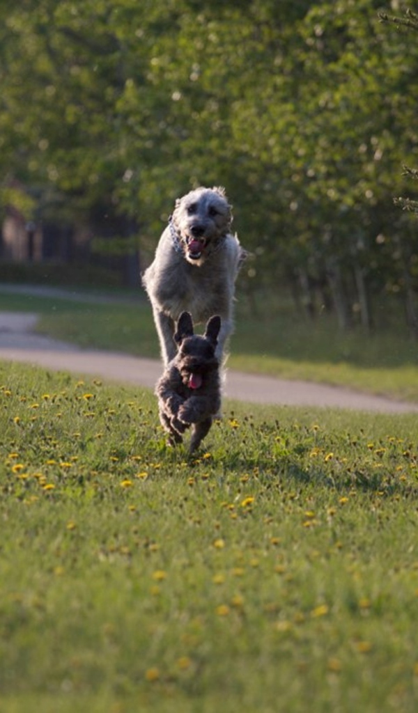 Игривый ирландский волкодав