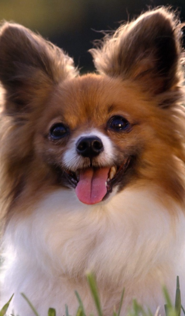 Игривый папильон в траве