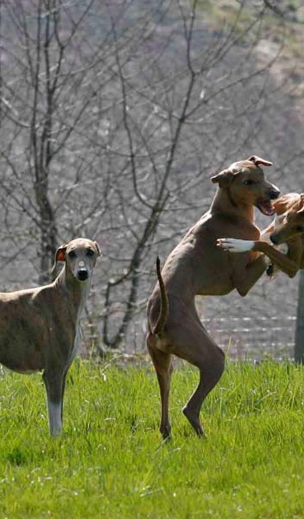 Игривые собаки азавак