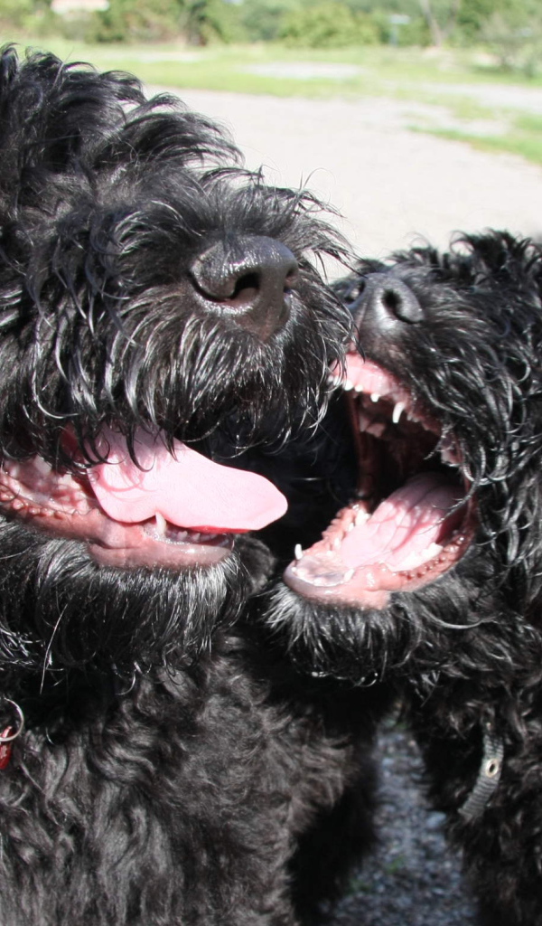 Игривые собаки барбет