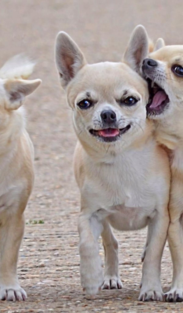 Игривые собаки чихуахуа