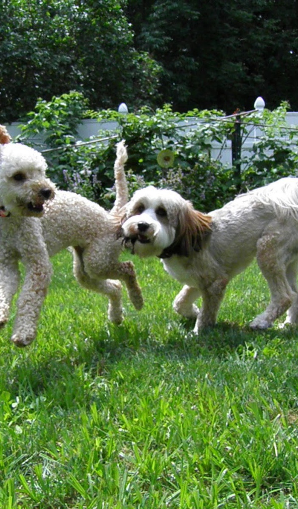 Игривые собаки бедлингтон терьер