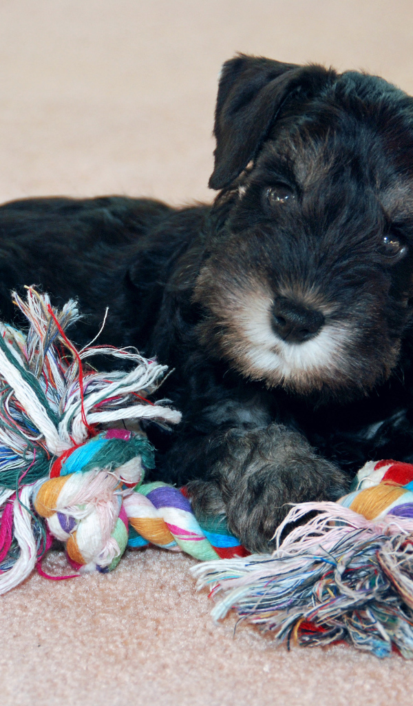 Игривый маленький шнауцер