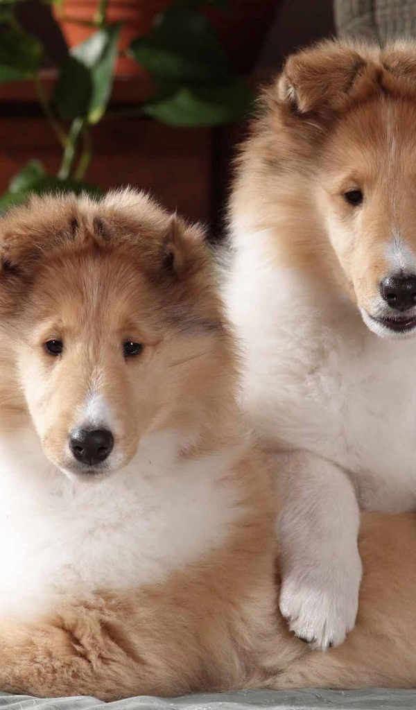 Игривые щенки колли