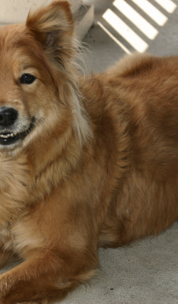 Довольная собака чинук