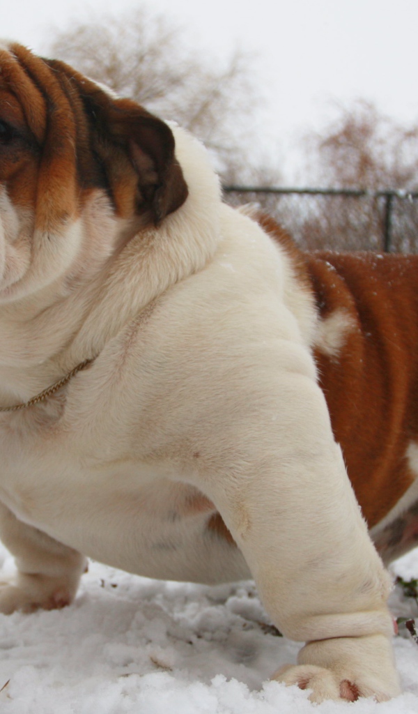 Довольный английский бульдог