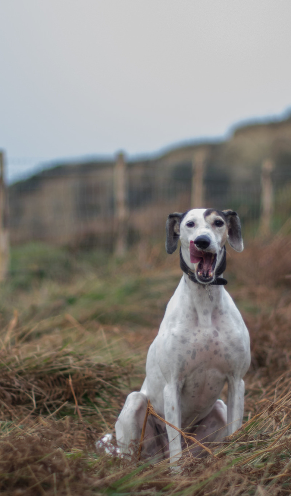 Довольный пес салюки