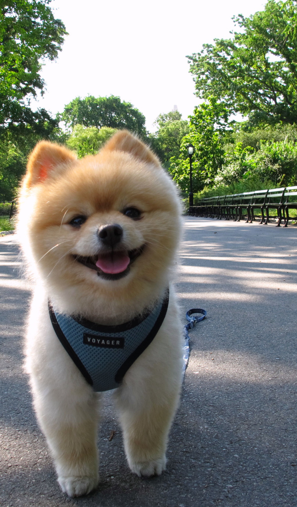 Померанский шпиц на прогулке