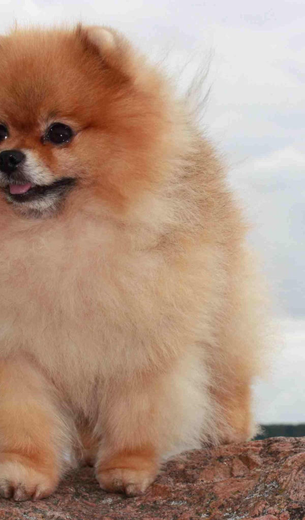Померанский шпиц на камне