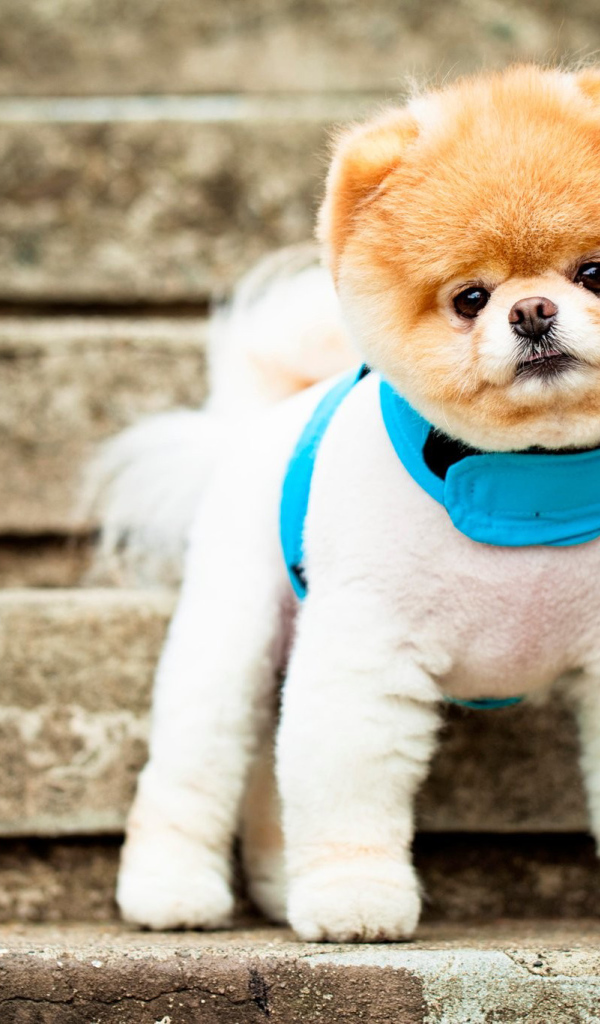 Померанский шпиц на ступеньках