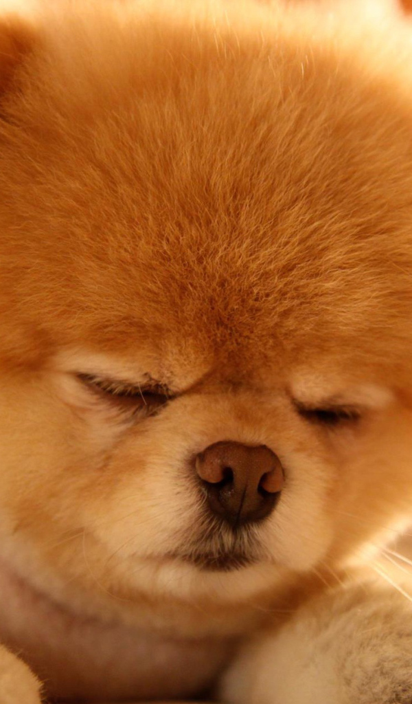 Померанский шпиц спит