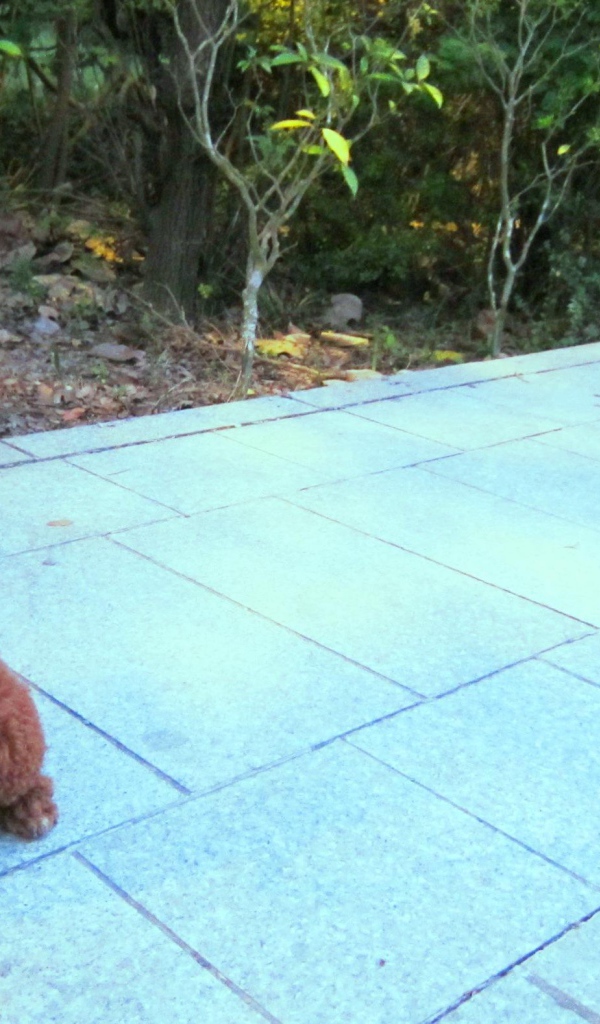 Пудель на прогулке