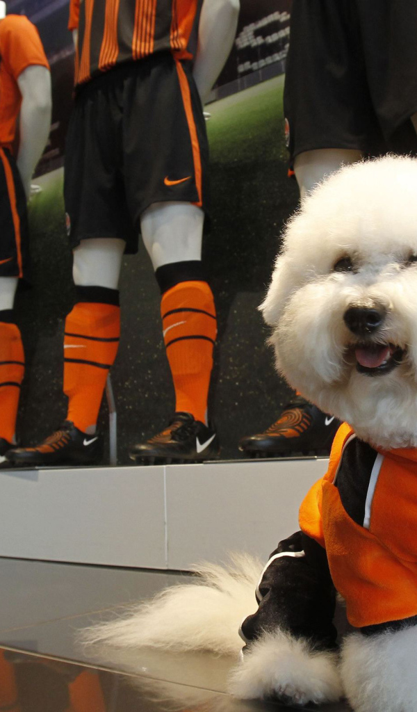 Пудель в спортивной форме