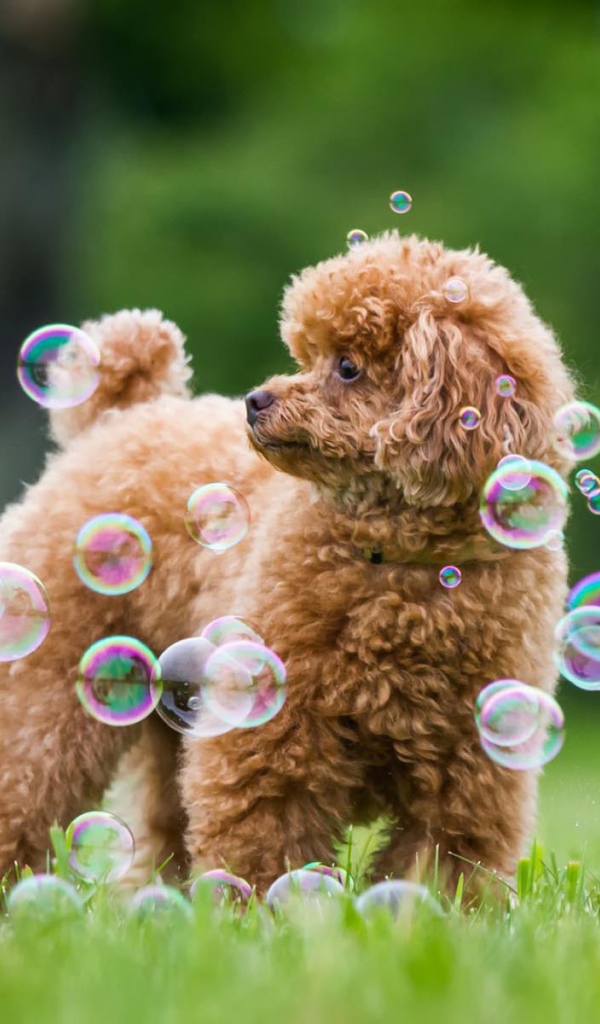 Пудель среди мыльных пузырей