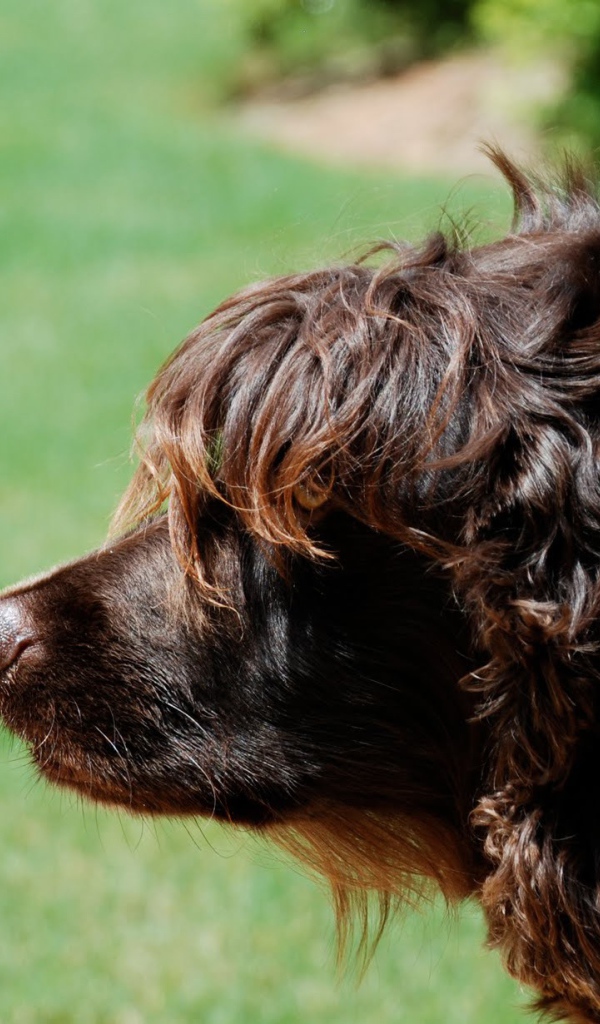 Пудель на фоне травы