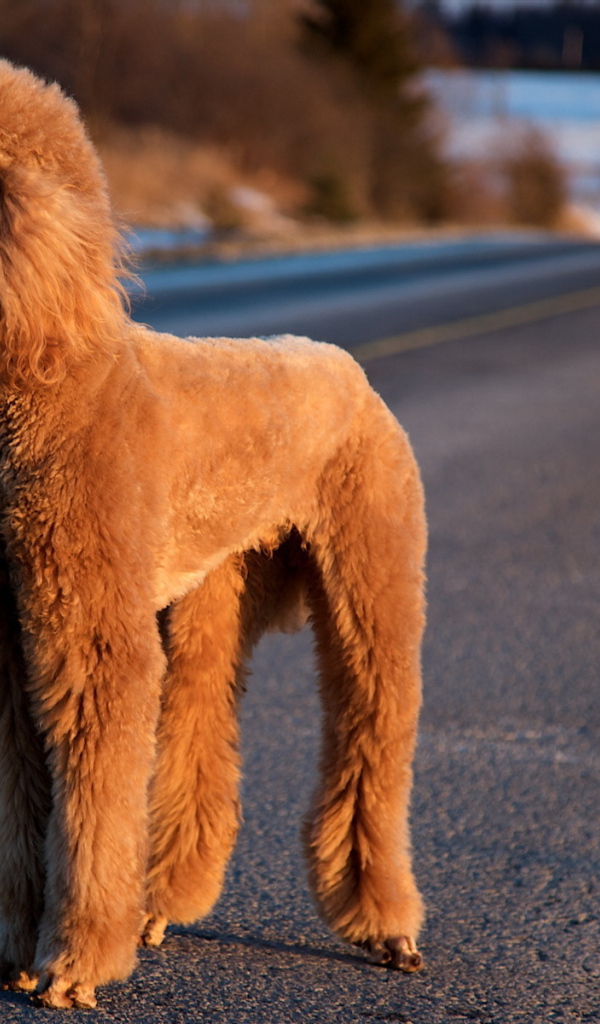 Пудель на зимней дороге
