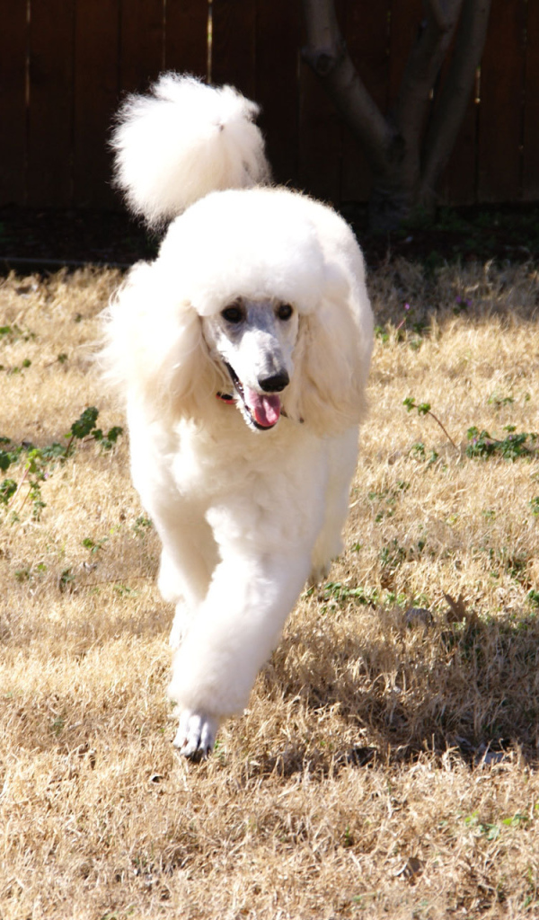 Пудель бежит по двору