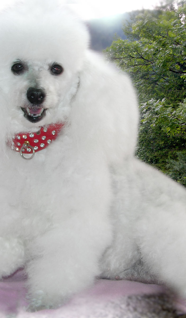 Пудель белое облачко