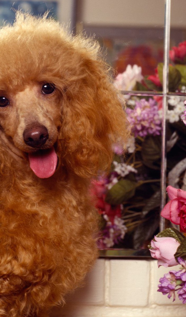 Пудель с букетом