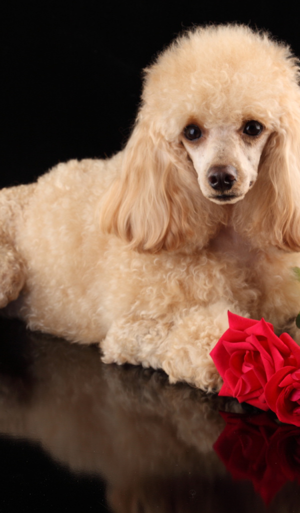 Пудель с букетом роз