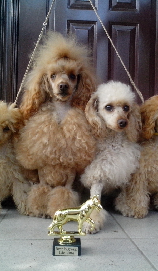 Пудели с наградами