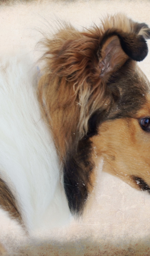 Портрет собаки колли