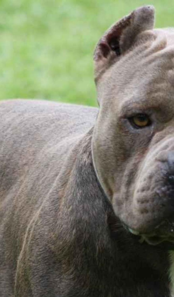 Мощный пес питбуль