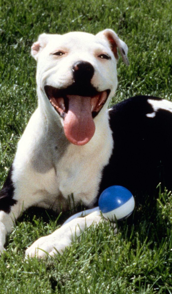 Довольная собака питбуль