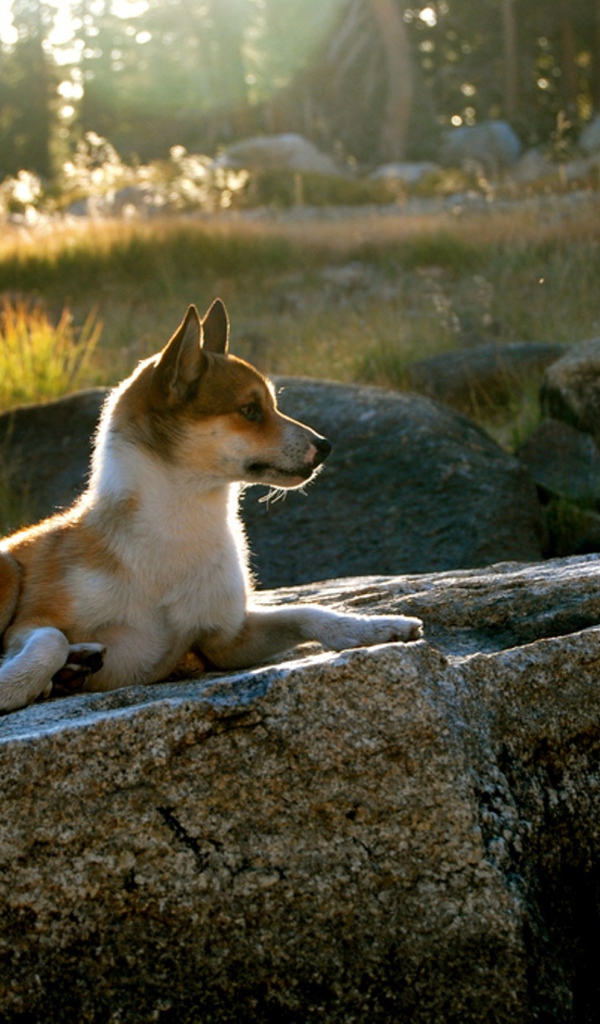 Гордый норвежский лундехунд