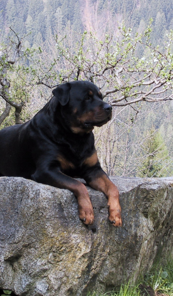 Гордый ротвейлер на камне