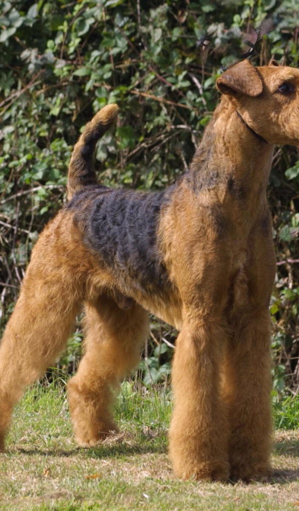 Гордый пес эрдельтерьер