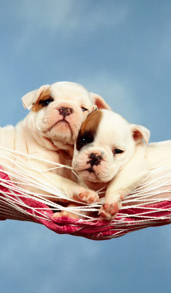 Щенки в гамаке